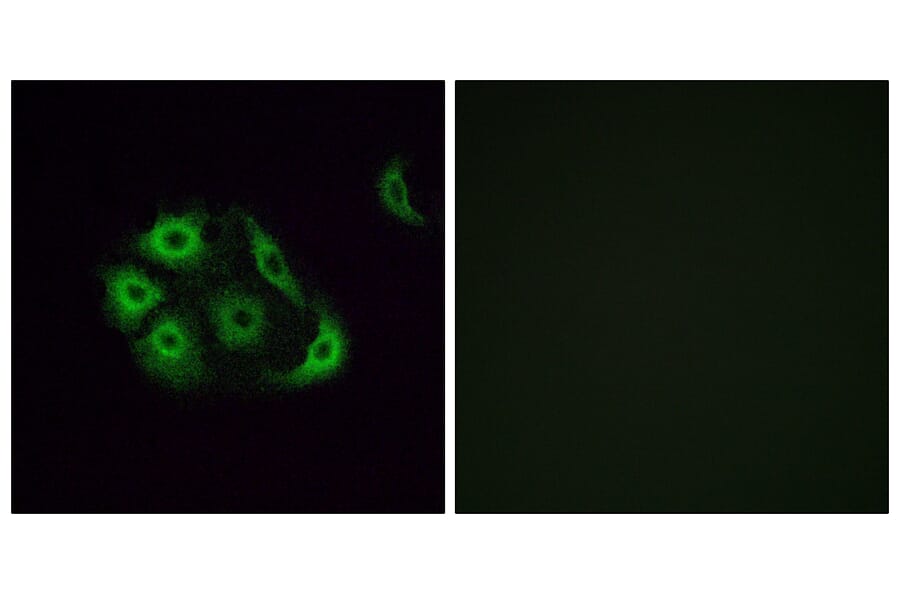 Immunofluorescence - Anti-OR4P4 Antibody (G612) - Antibodies.com