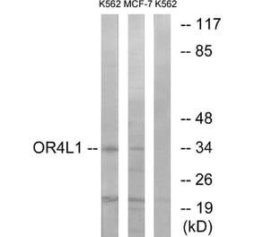 Western Blot - Anti-OR4L1 Antibody (G608) - Antibodies.com