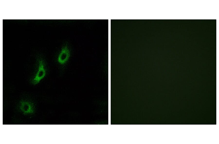 Immunofluorescence - Anti-OR4L1 Antibody (G608) - Antibodies.com