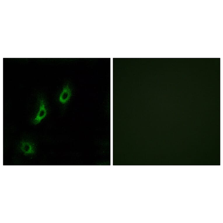 Immunofluorescence - Anti-OR4L1 Antibody (G608) - Antibodies.com