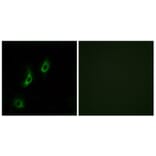 Immunofluorescence - Anti-OR4L1 Antibody (G608) - Antibodies.com