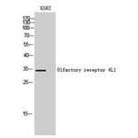 Western Blot - Anti-OR4L1 Antibody (G608) - Antibodies.com