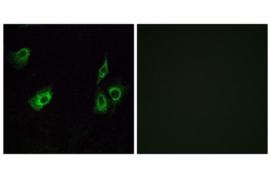 Immunofluorescence - Anti-OR4K3 Antibody (G603) - Antibodies.com