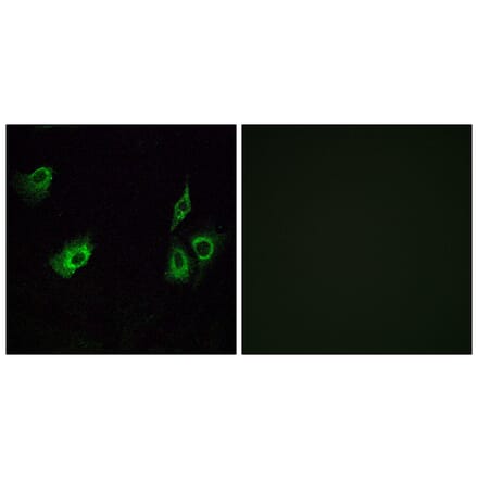 Immunofluorescence - Anti-OR4K3 Antibody (G603) - Antibodies.com