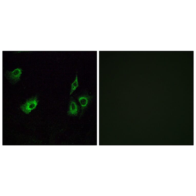 Immunofluorescence - Anti-OR4K3 Antibody (G603) - Antibodies.com