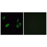 Immunofluorescence - Anti-OR4K3 Antibody (G603) - Antibodies.com