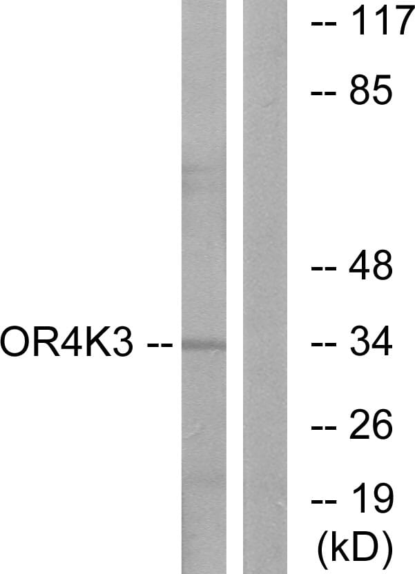 Western blot analysis of lysates from Jurkat cells using Anti-OR4K3 Antibody. The right hand lane represents a negative control, where the antibody is blocked by the immunising peptide.