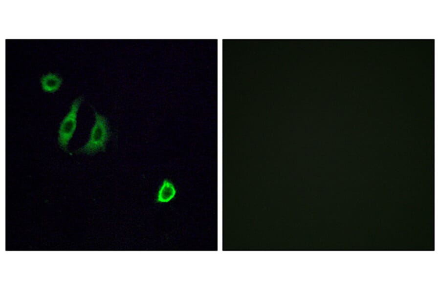 Immunofluorescence - Anti-OR4F6 Antibody (G600) - Antibodies.com