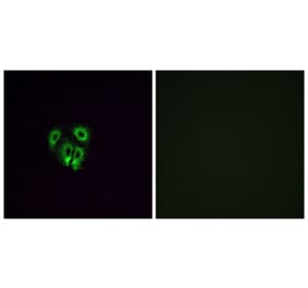 Immunofluorescence - Anti-OR4F4 Antibody (G599) - Antibodies.com