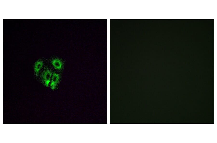 Immunofluorescence - Anti-OR4F4 Antibody (G599) - Antibodies.com