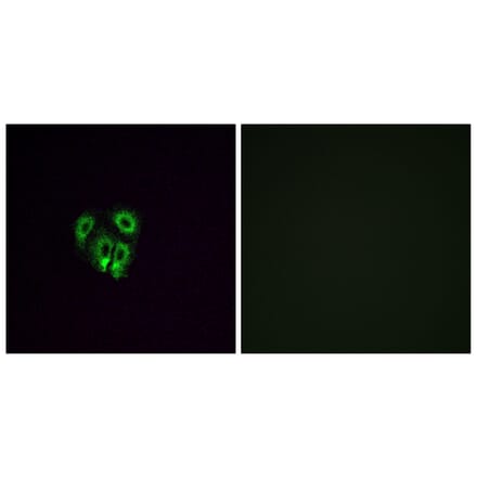 Immunofluorescence - Anti-OR4F4 Antibody (G599) - Antibodies.com