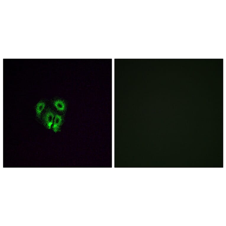 Immunofluorescence - Anti-OR4F4 Antibody (G599) - Antibodies.com