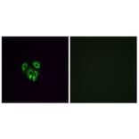 Immunofluorescence - Anti-OR4F4 Antibody (G599) - Antibodies.com