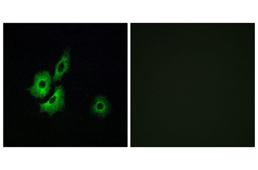 Immunofluorescence - Anti-OR4D1 Antibody (G591) - Antibodies.com