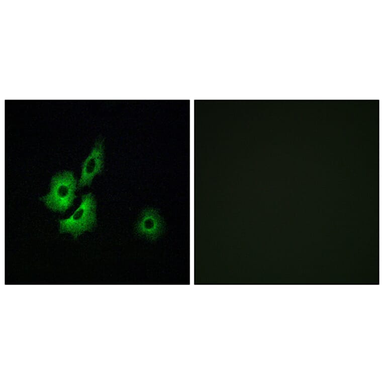 Immunofluorescence - Anti-OR4D1 Antibody (G591) - Antibodies.com