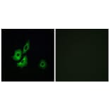 Immunofluorescence - Anti-OR4D1 Antibody (G591) - Antibodies.com