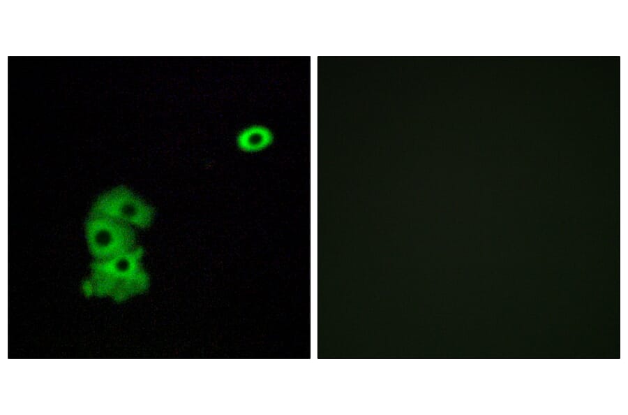 Immunofluorescence - Anti-OR4C6 Antibody (G585) - Antibodies.com