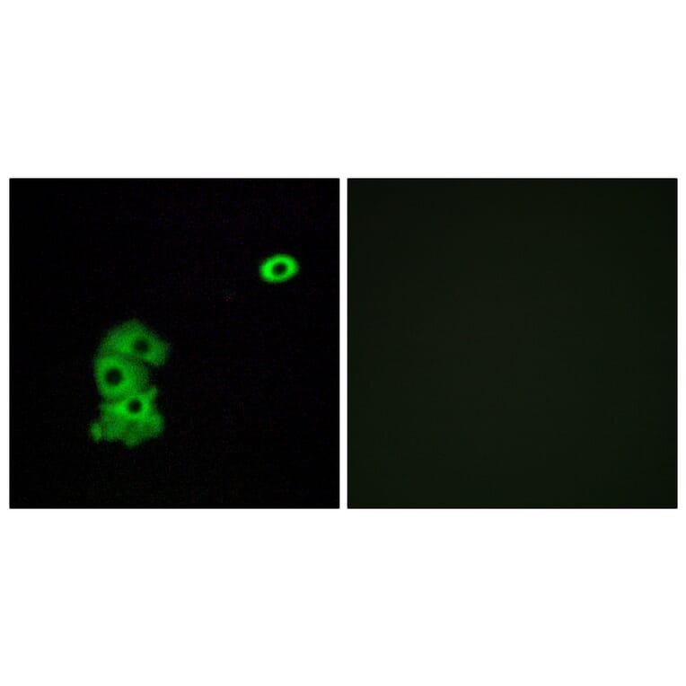 Immunofluorescence - Anti-OR4C6 Antibody (G585) - Antibodies.com