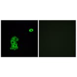 Immunofluorescence - Anti-OR4C6 Antibody (G585) - Antibodies.com