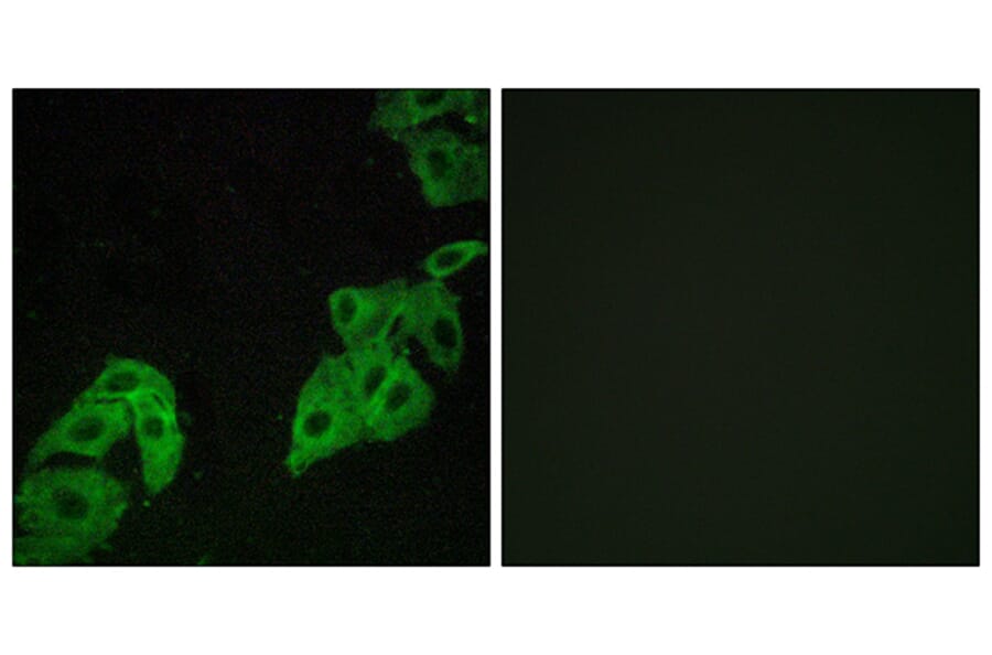 Immunofluorescence - Anti-OR4C3 Antibody (G584) - Antibodies.com