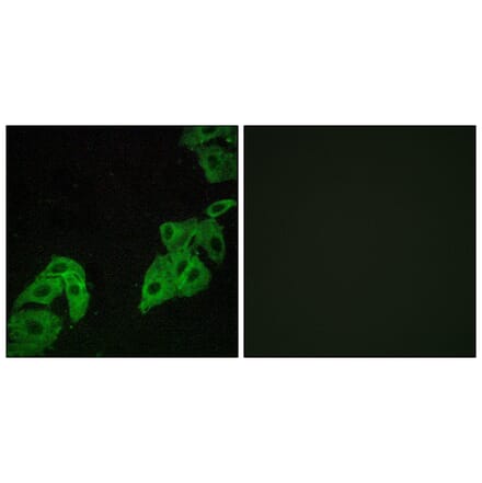 Immunofluorescence - Anti-OR4C3 Antibody (G584) - Antibodies.com