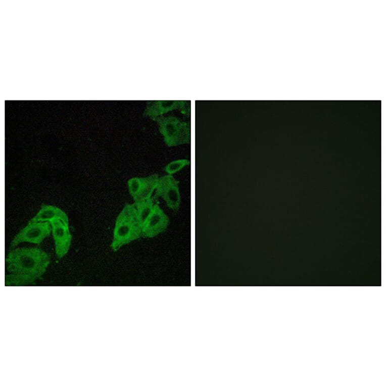 Immunofluorescence - Anti-OR4C3 Antibody (G584) - Antibodies.com