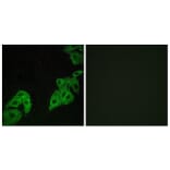 Immunofluorescence - Anti-OR4C3 Antibody (G584) - Antibodies.com