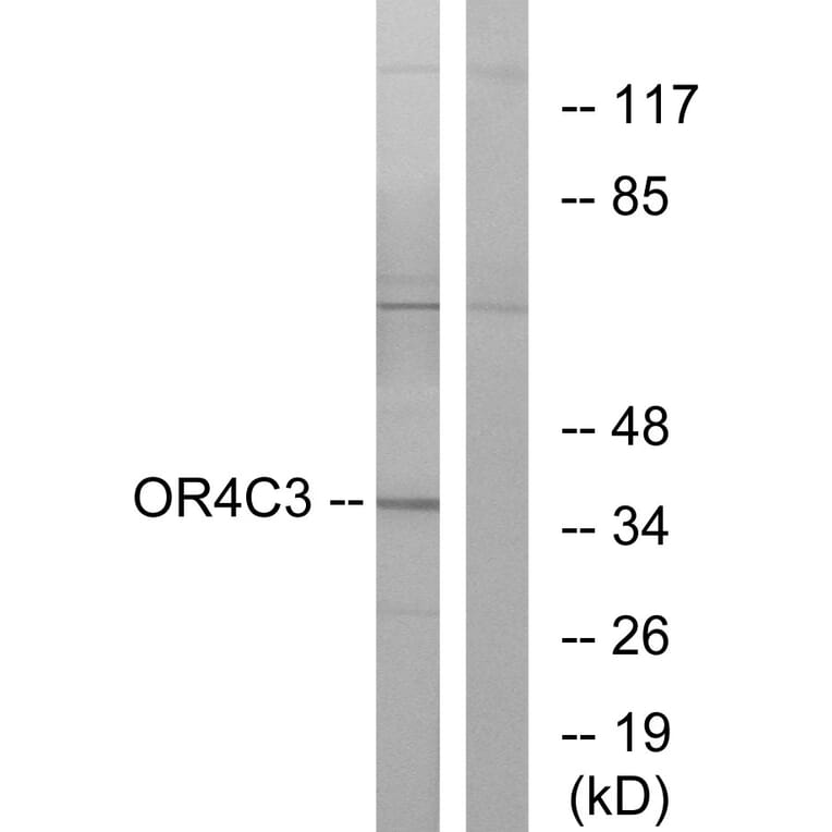 Western Blot - Anti-OR4C3 Antibody (G584) - Antibodies.com