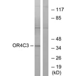 Western Blot - Anti-OR4C3 Antibody (G584) - Antibodies.com