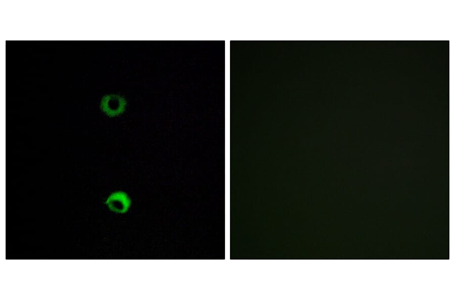 Immunofluorescence - Anti-OR3A2 Antibody (G577) - Antibodies.com