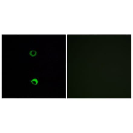 Immunofluorescence - Anti-OR3A2 Antibody (G577) - Antibodies.com