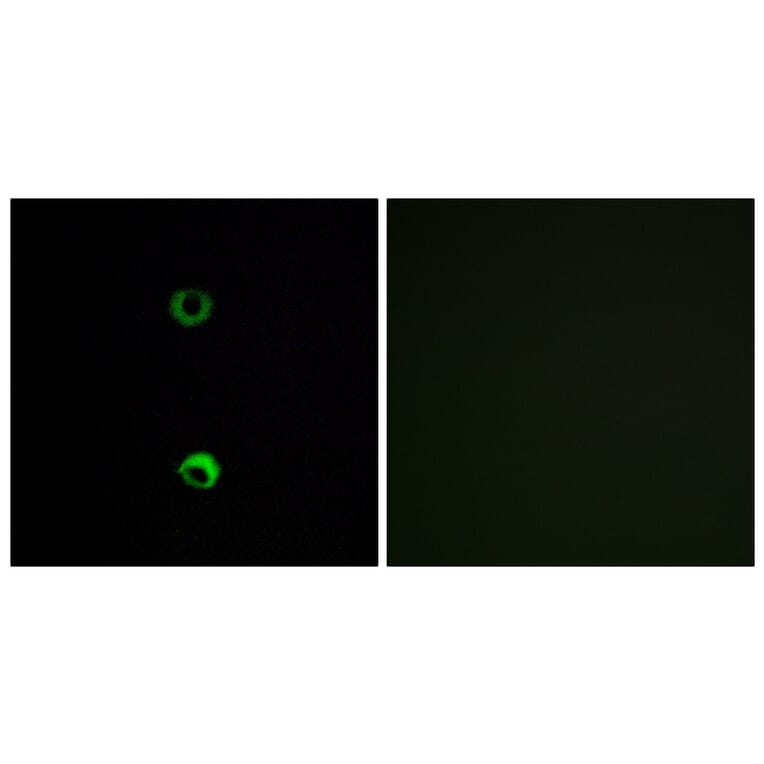Immunofluorescence - Anti-OR3A2 Antibody (G577) - Antibodies.com
