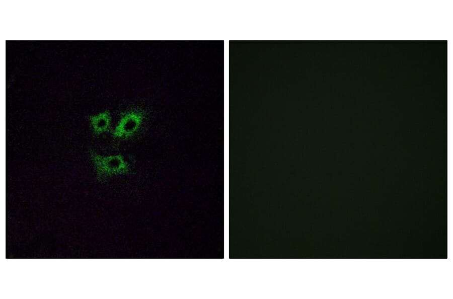 Immunofluorescence - Anti-OR2Y1 Antibody (G574) - Antibodies.com