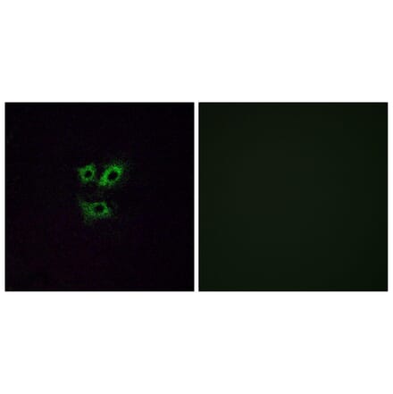 Immunofluorescence - Anti-OR2Y1 Antibody (G574) - Antibodies.com
