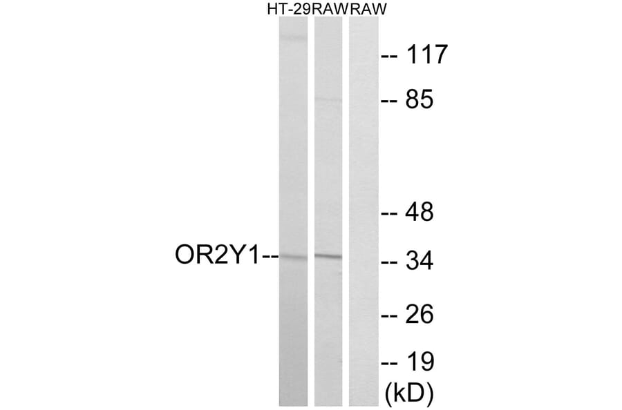 Western Blot - Anti-OR2Y1 Antibody (G574) - Antibodies.com