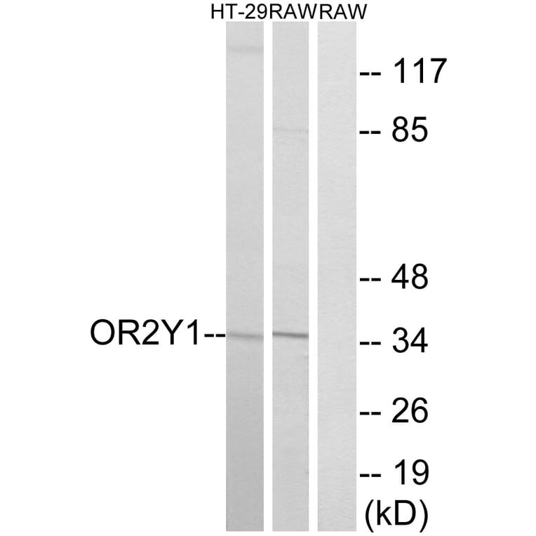 Western Blot - Anti-OR2Y1 Antibody (G574) - Antibodies.com