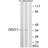 Western Blot - Anti-OR2Y1 Antibody (G574) - Antibodies.com