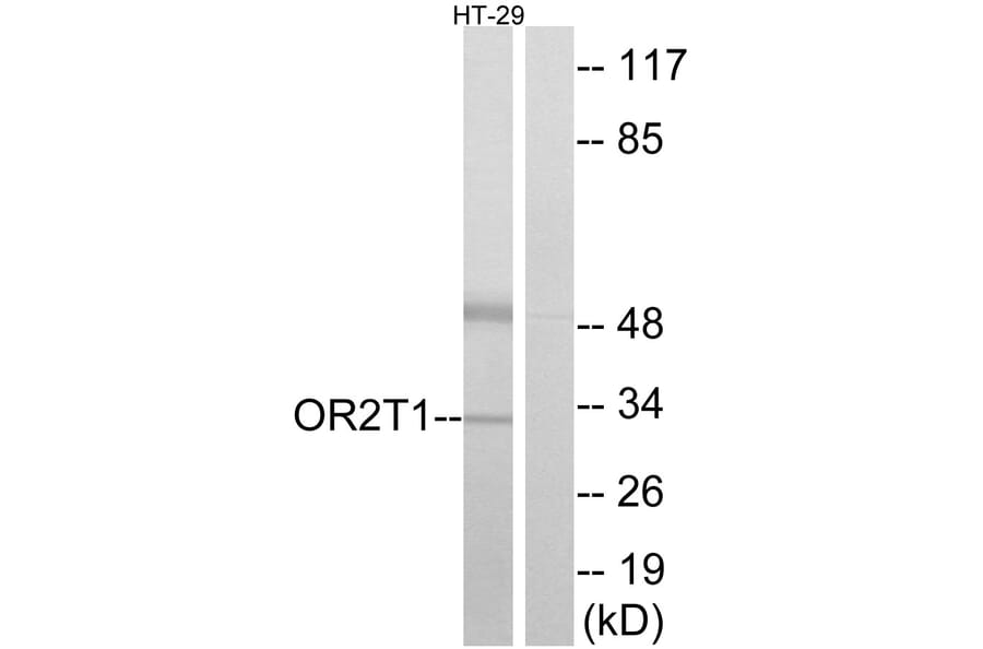 Western Blot - Anti-OR2T1 Antibody (G565) - Antibodies.com