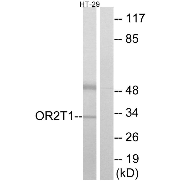 Western Blot - Anti-OR2T1 Antibody (G565) - Antibodies.com