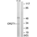 Western Blot - Anti-OR2T1 Antibody (G565) - Antibodies.com