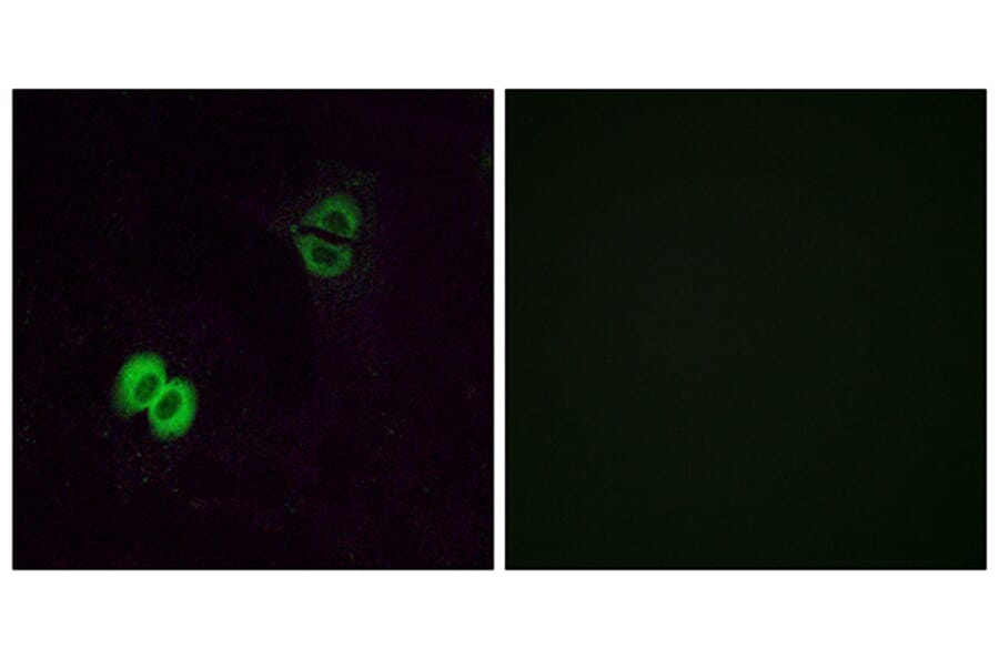 Immunofluorescence - Anti-OR2T1 Antibody (G565) - Antibodies.com