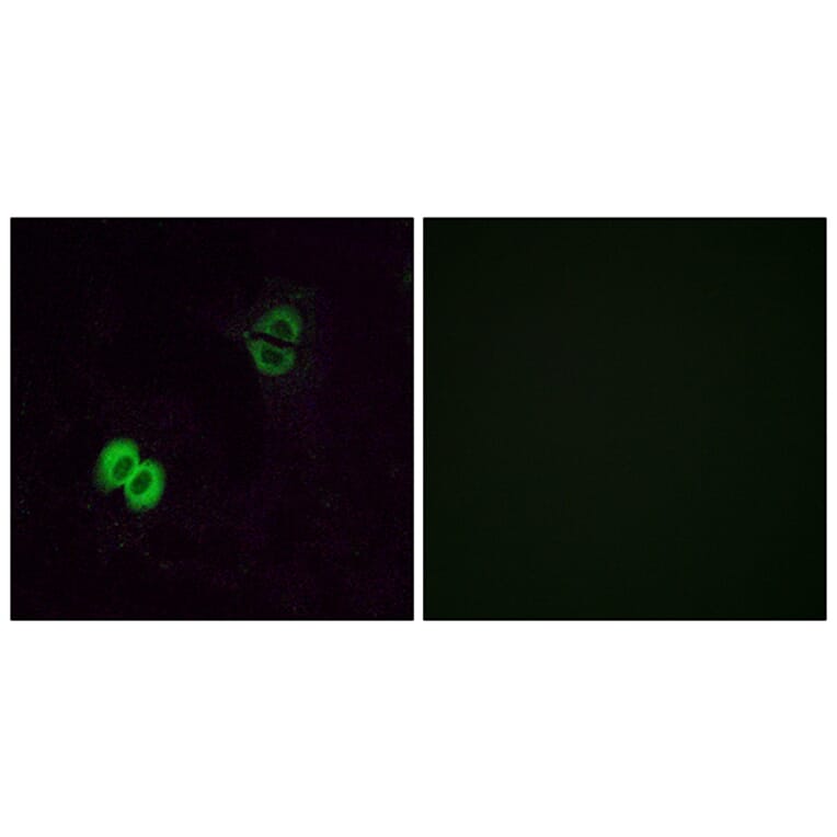 Immunofluorescence - Anti-OR2T1 Antibody (G565) - Antibodies.com