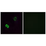 Immunofluorescence - Anti-OR2T1 Antibody (G565) - Antibodies.com