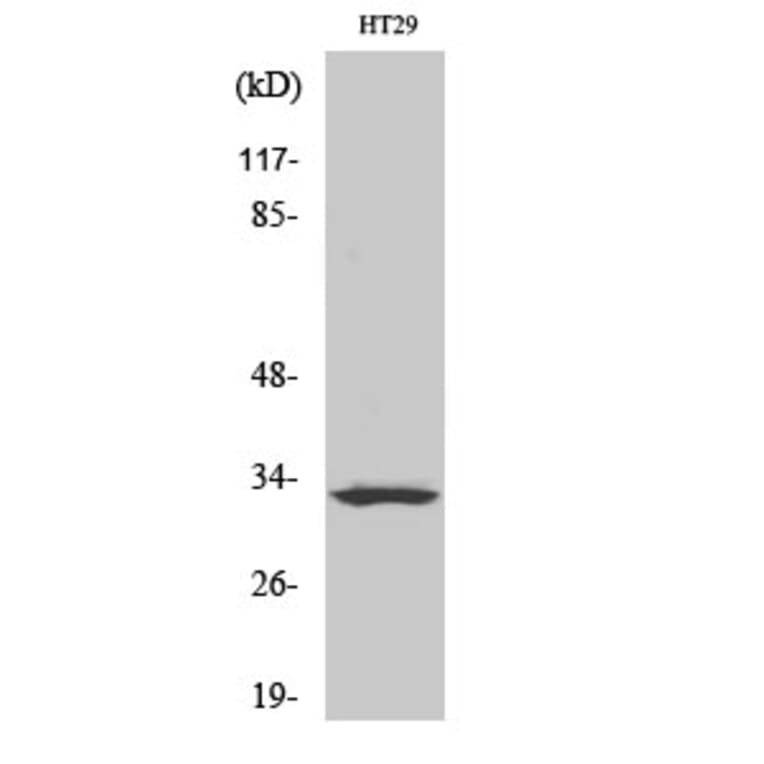 Western Blot - Anti-OR2T1 Antibody (G565) - Antibodies.com