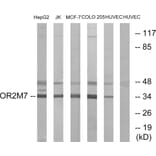 Western Blot - Anti-OR2M7 Antibody (G563) - Antibodies.com