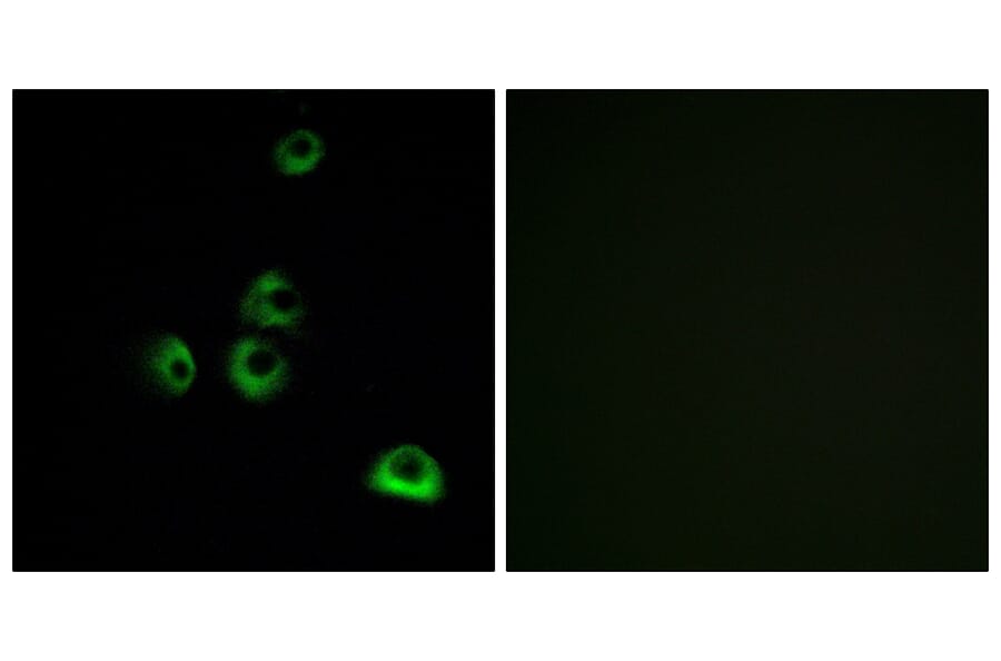 Immunofluorescence - Anti-OR2M7 Antibody (G563) - Antibodies.com