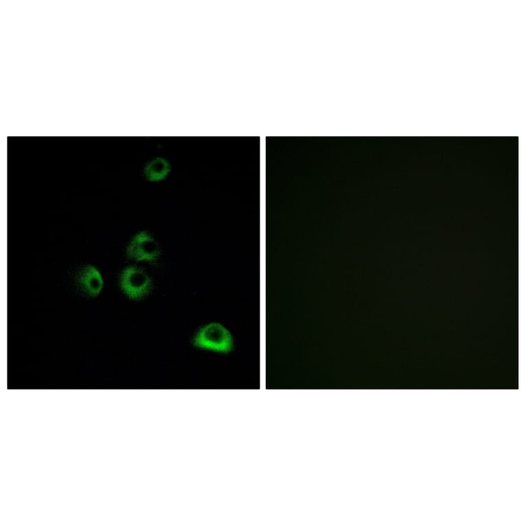 Immunofluorescence - Anti-OR2M7 Antibody (G563) - Antibodies.com