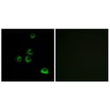 Immunofluorescence - Anti-OR2M7 Antibody (G563) - Antibodies.com