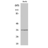 Western Blot - Anti-OR2M7 Antibody (G563) - Antibodies.com