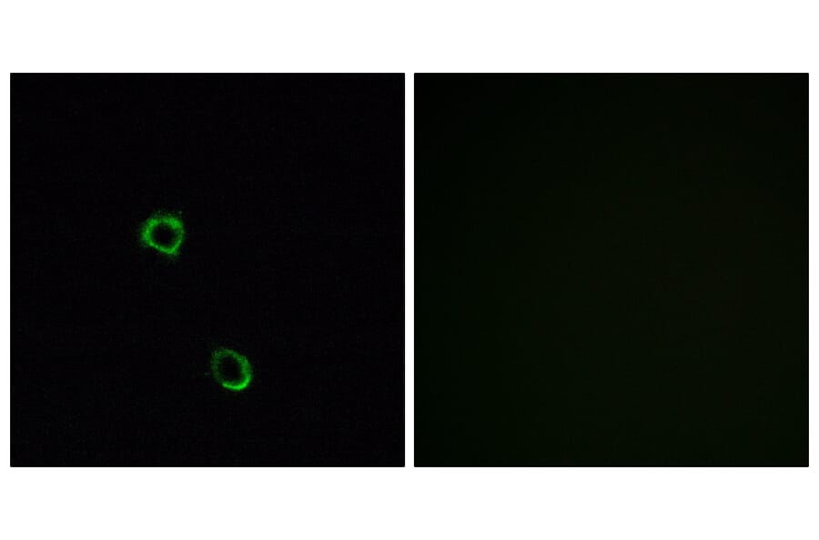 Immunofluorescence - Anti-OR2M2 Antibody (G560) - Antibodies.com